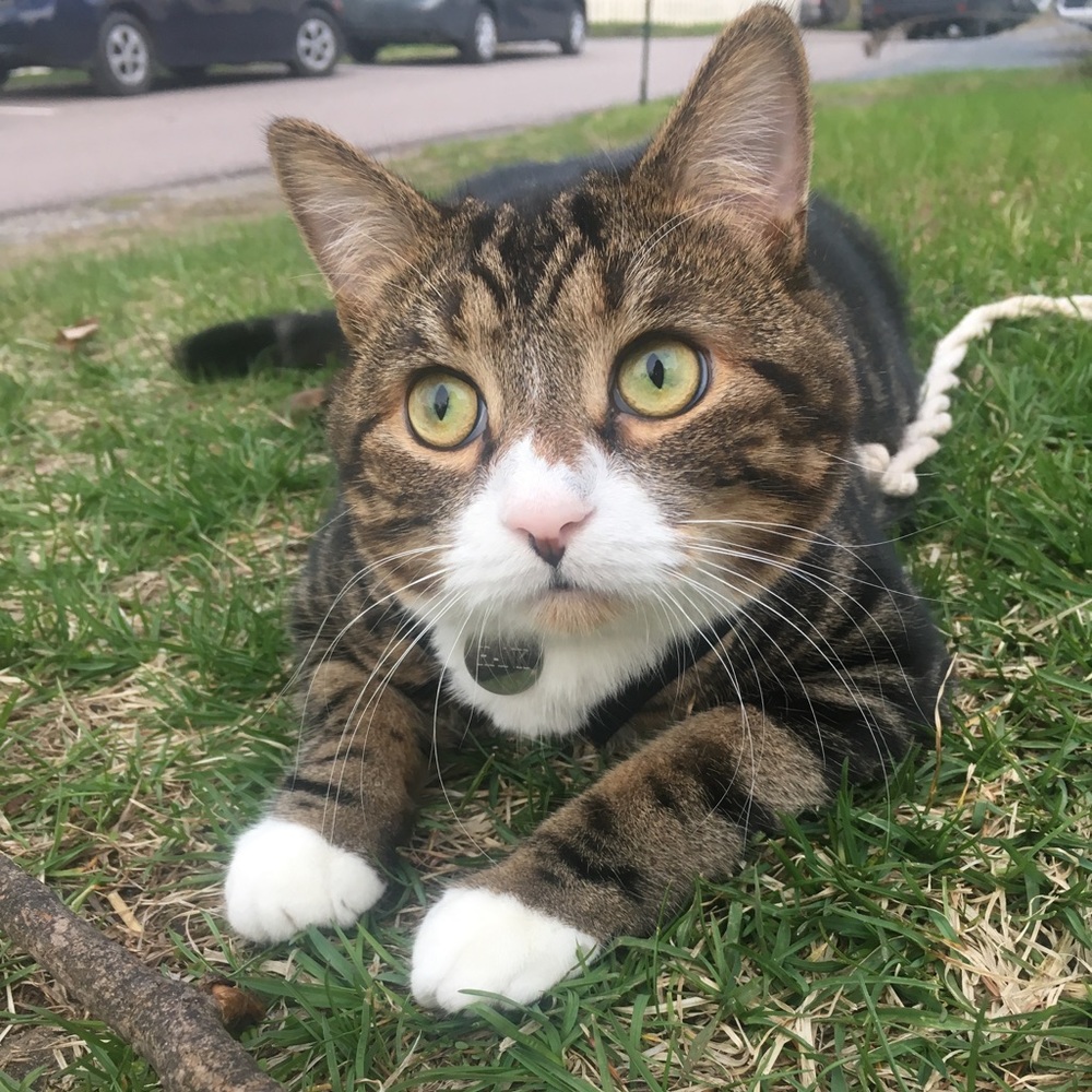 Meet your Posher, Clarissa